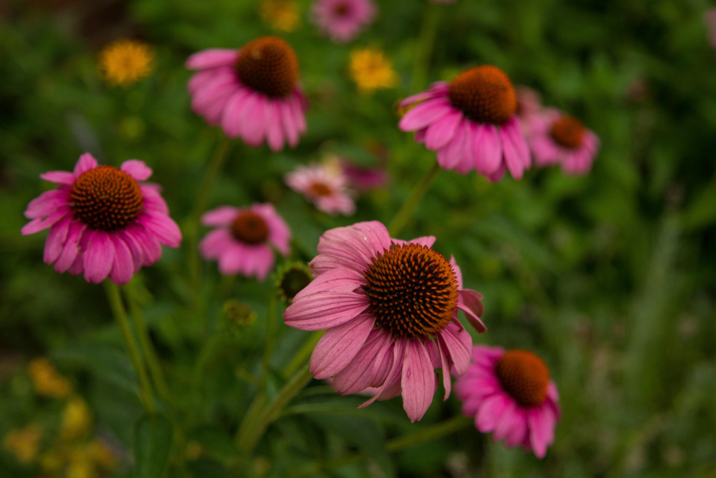 Coneflower