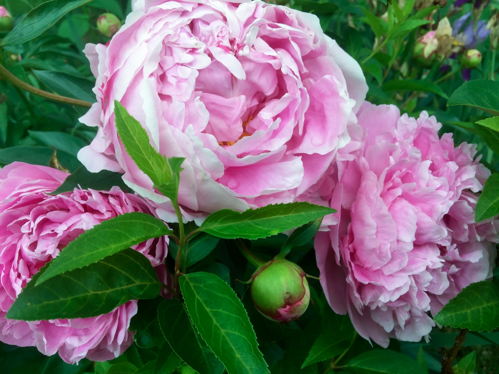 Peonies in my garden