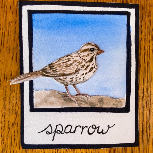 song sparrow