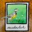 meadowlark