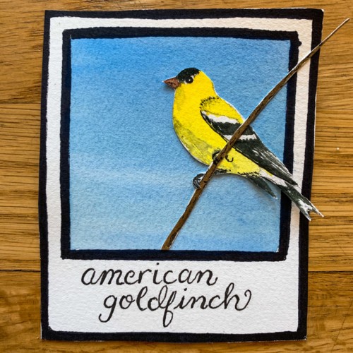 american goldfinch