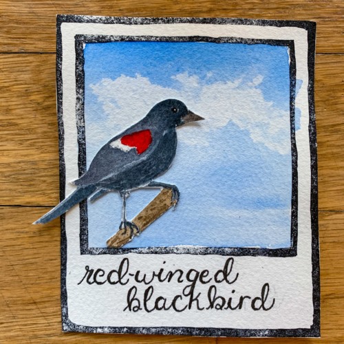 red-winged blackbird