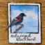 red-winged blackbird