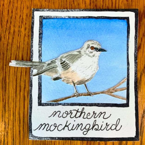 northern mockingbird