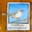 northern mockingbird