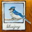 blue jay