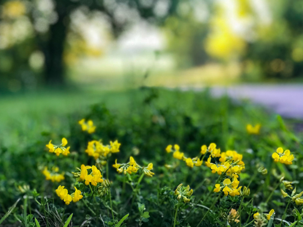 spring flowers