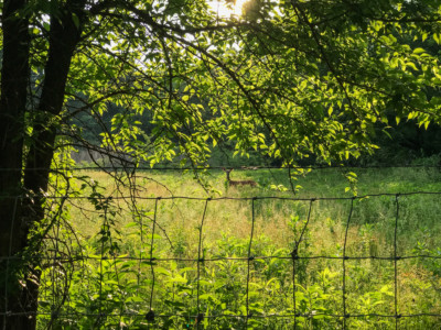 early morning deer