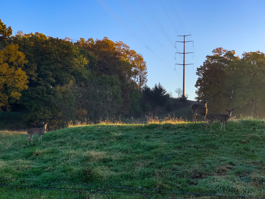 good morning deer!