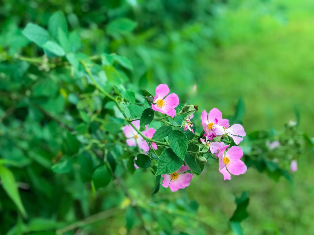 wild roses