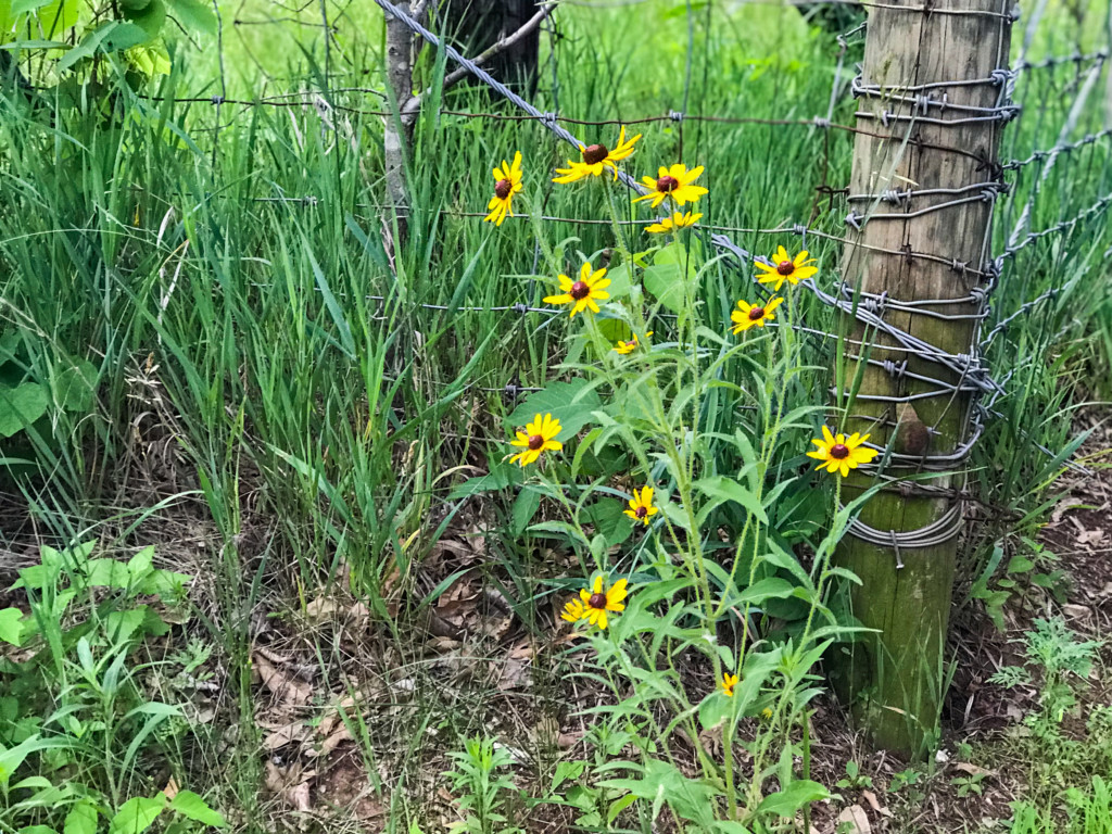 black eyed susans