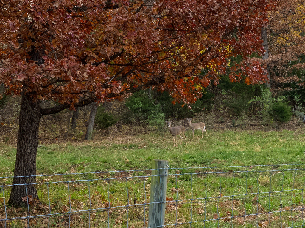 two deer