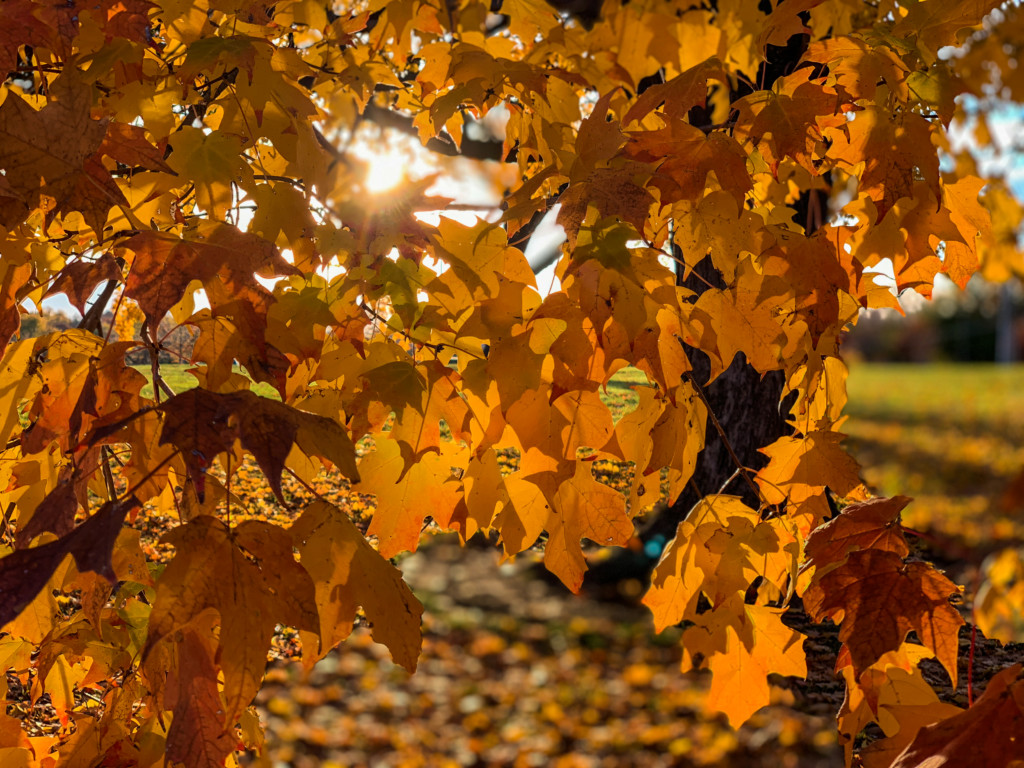 a golden afternoon