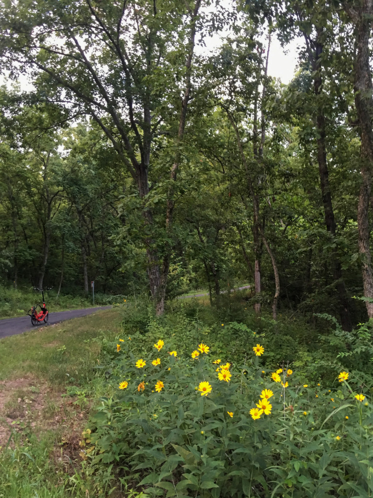 ElliptiGO view