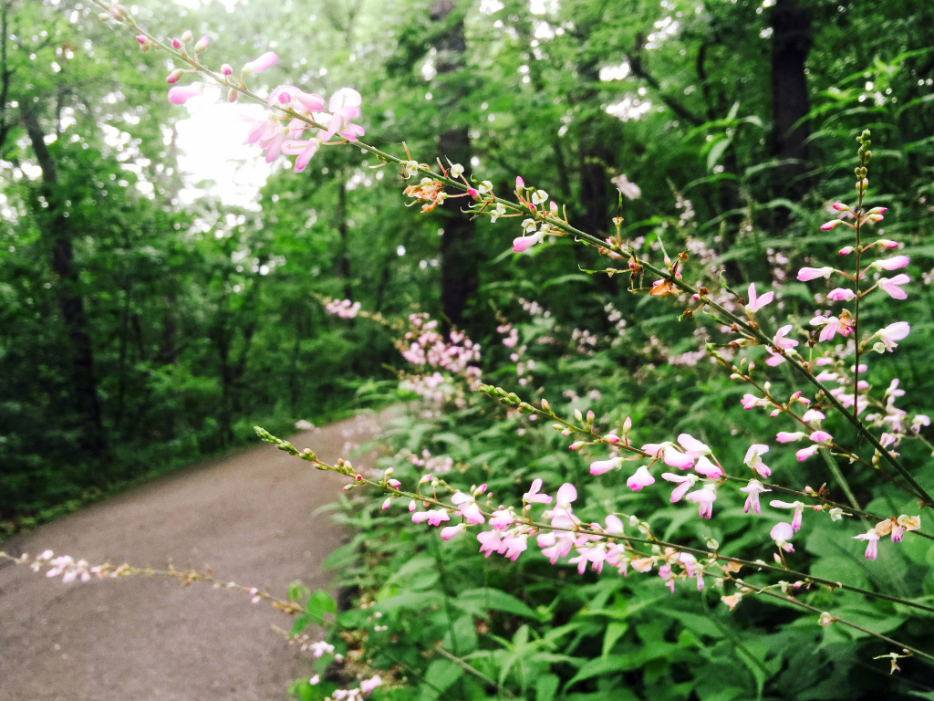 morning flowers