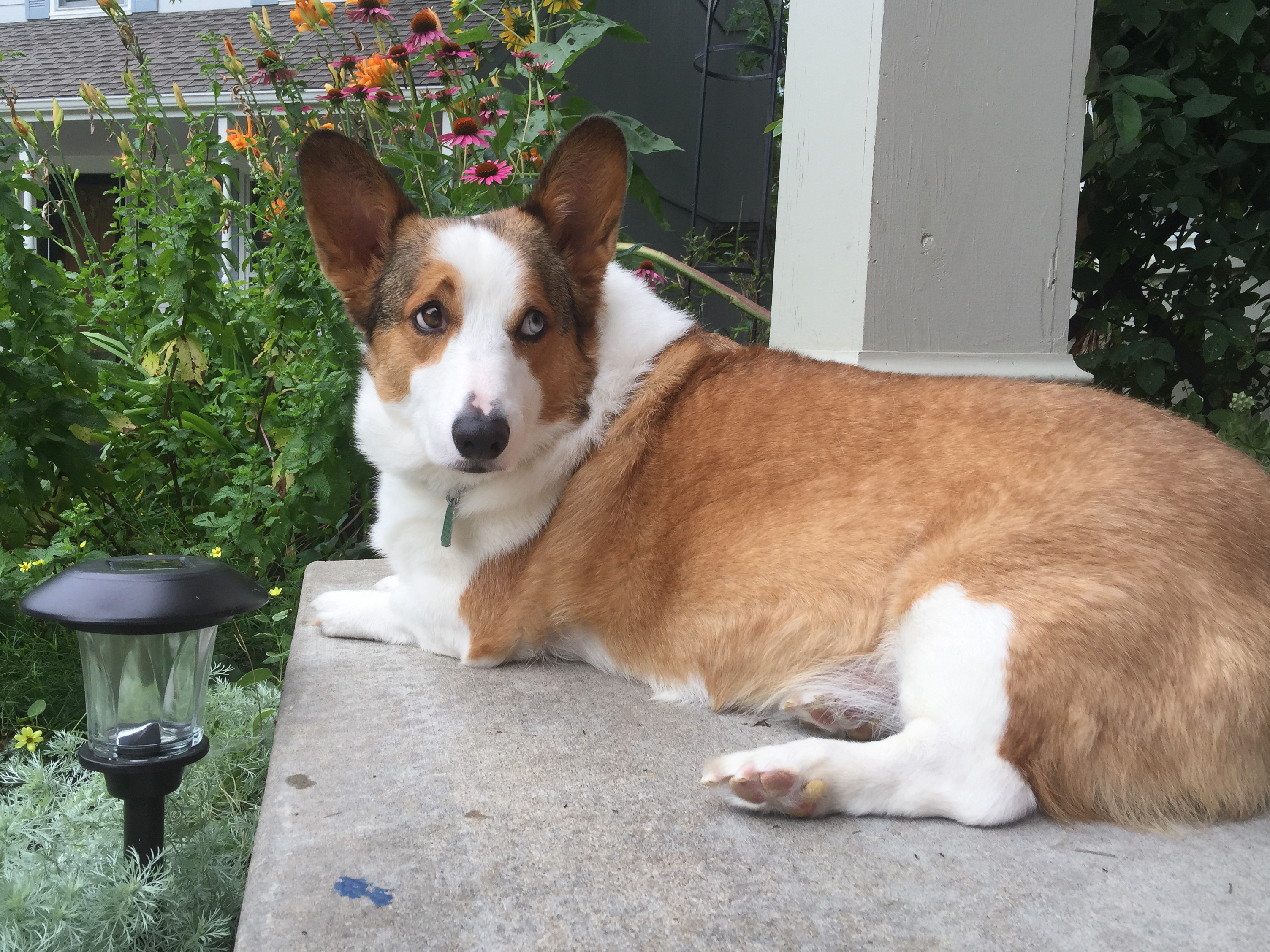 cute corgi Jasper