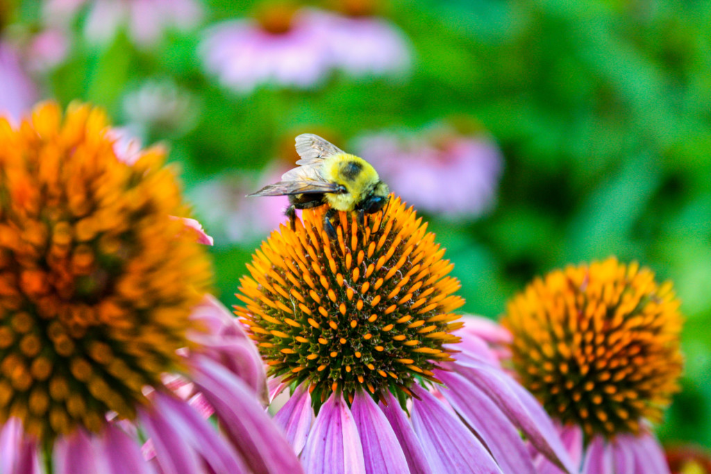 bumblebee on echinacea