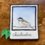 chickadee