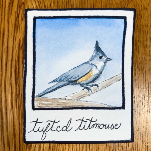 tufted titmouse