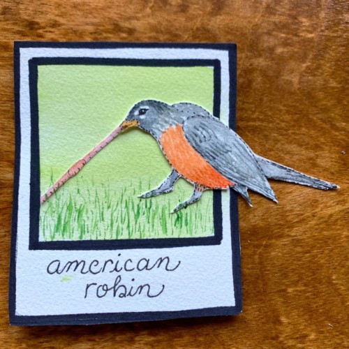 american robin