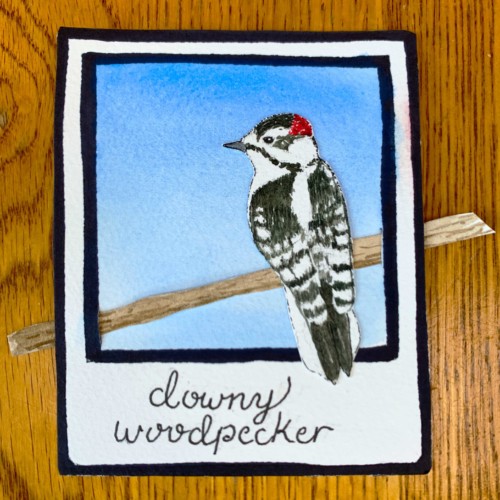 downy woodpecker