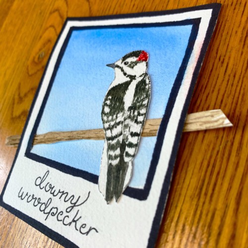 downy woodpecker detail