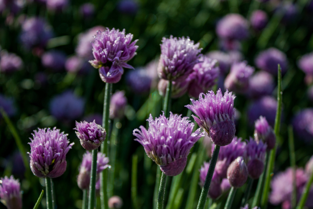 garden chives blooming