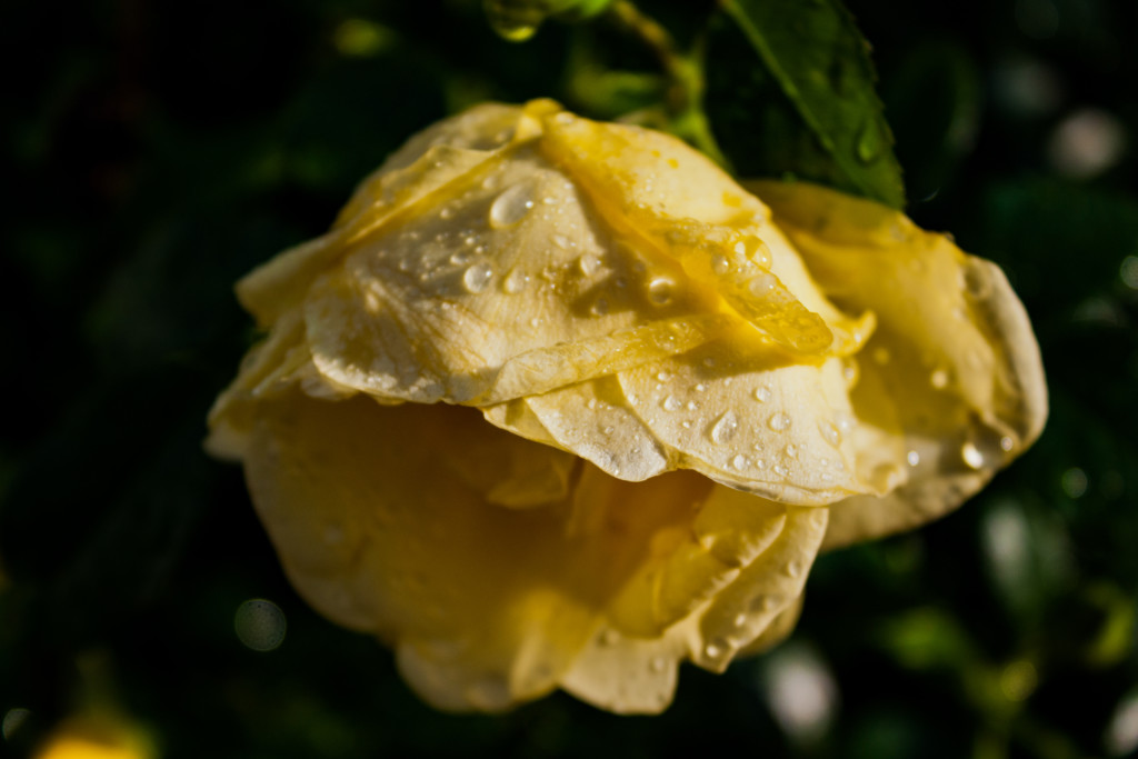 yellow rose with dew