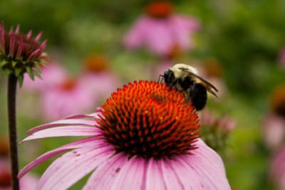 bumblebee on purple coneflower