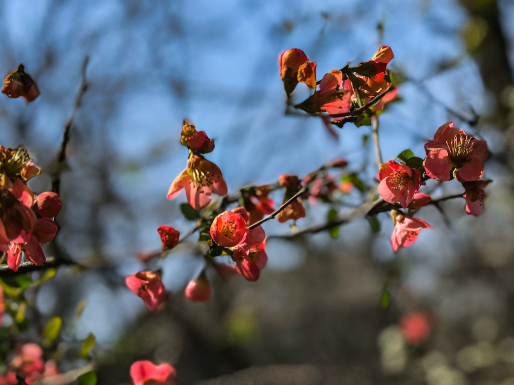 spring blossoms