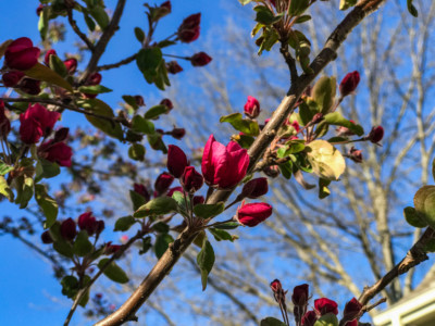 crabapple bloom