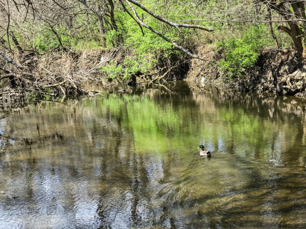 mallard swimming