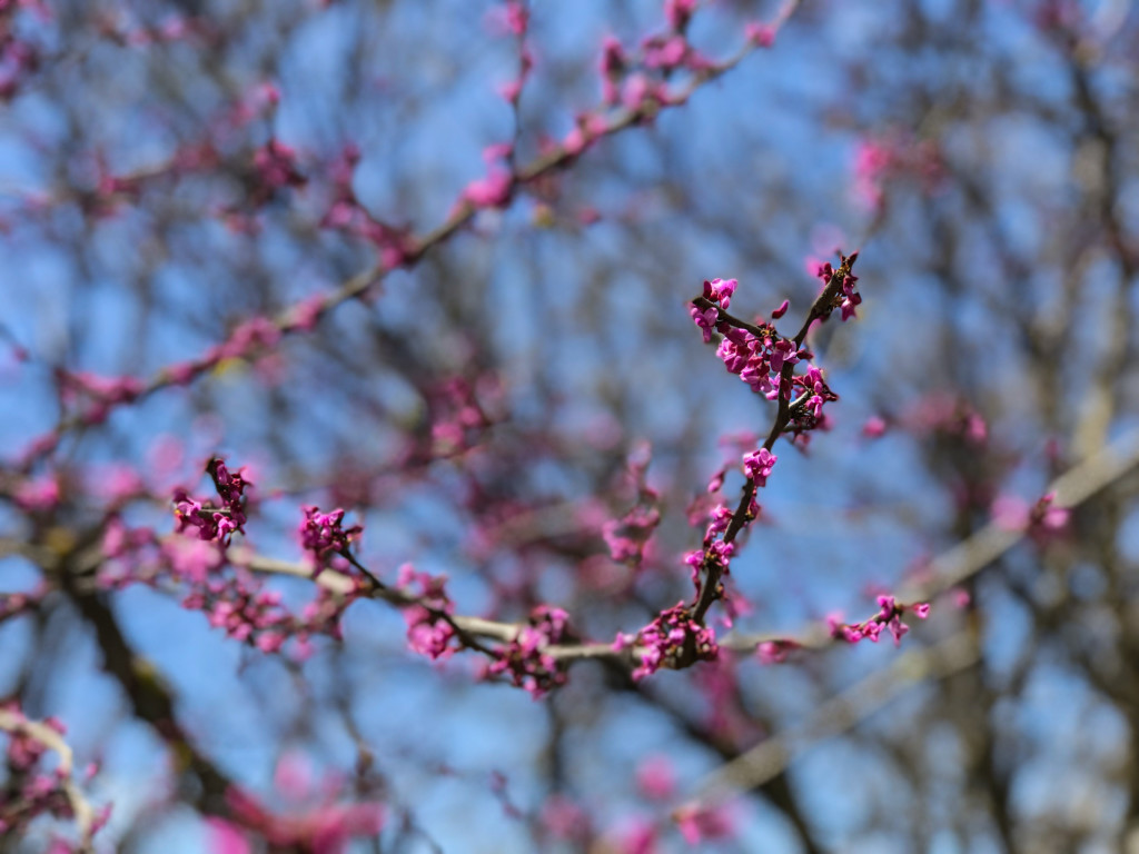 red bud tree