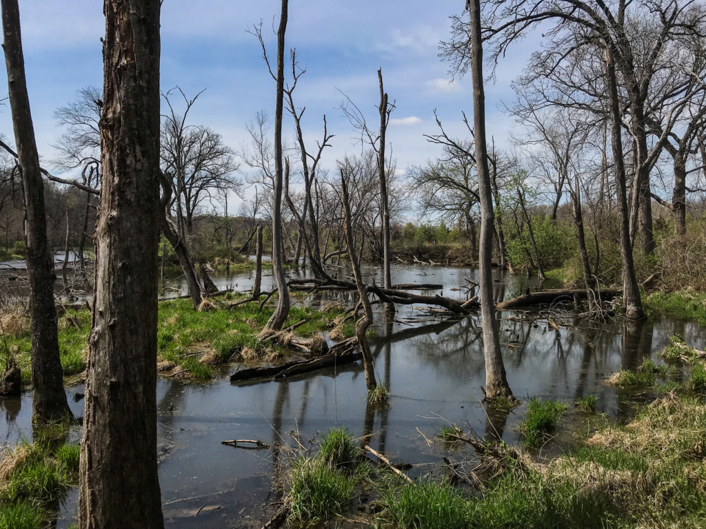 spring pond