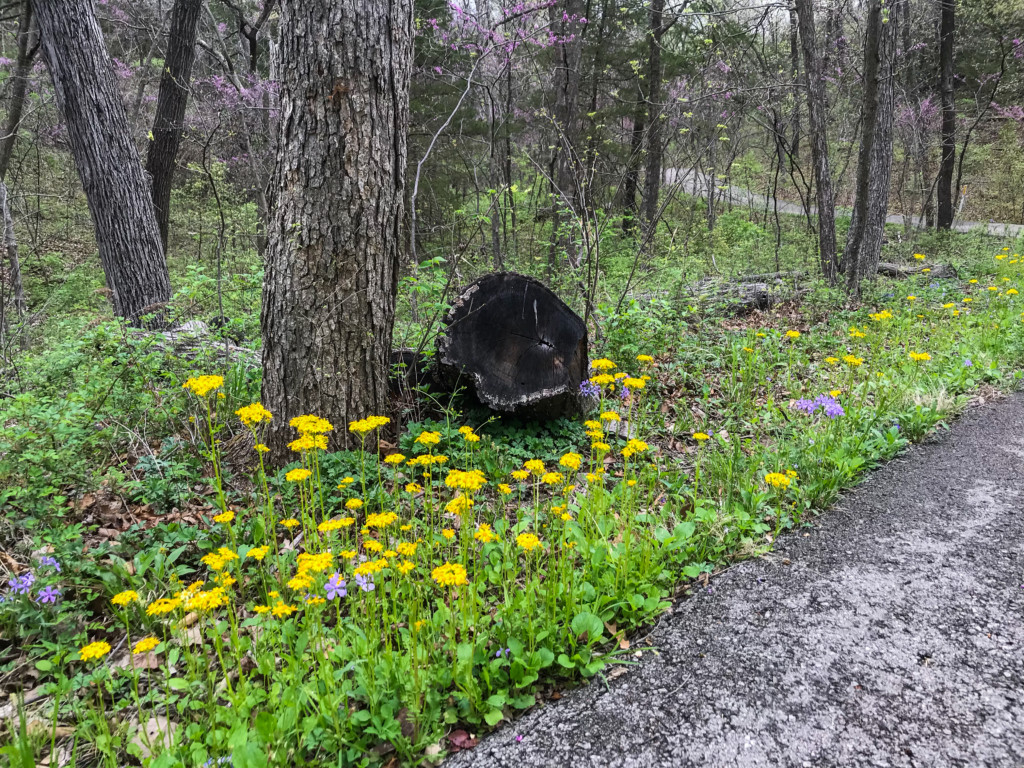 spring flowers