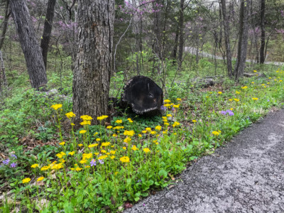 spring flowers