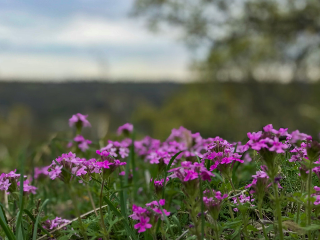 woodland phlox