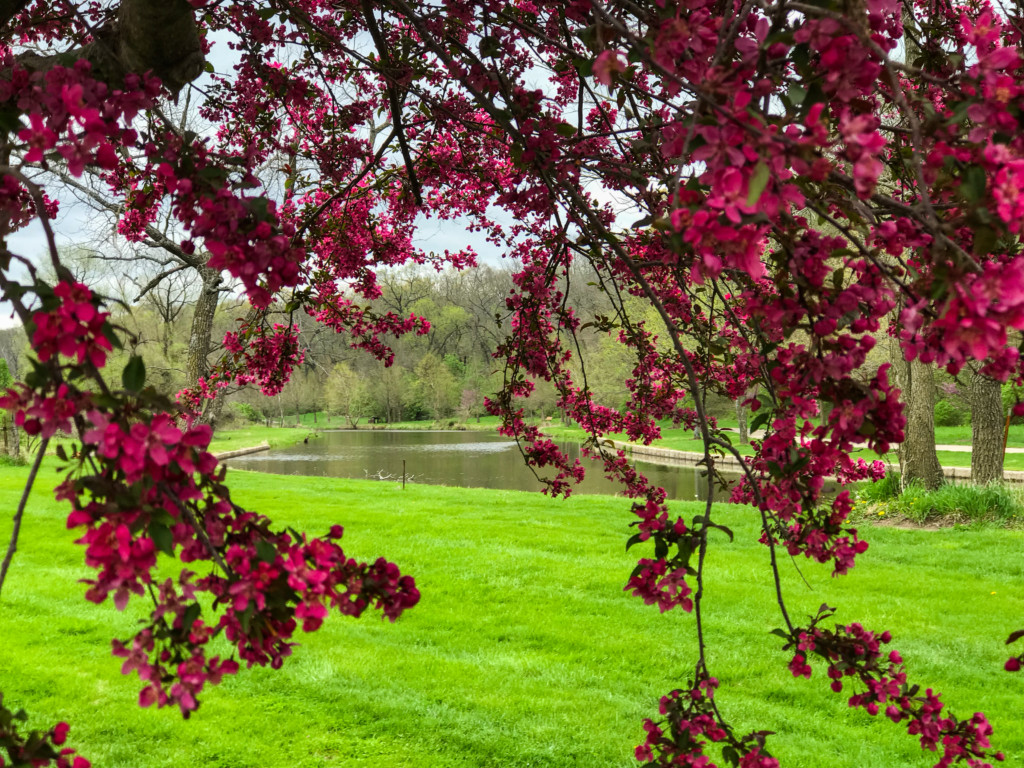 crabapple pond