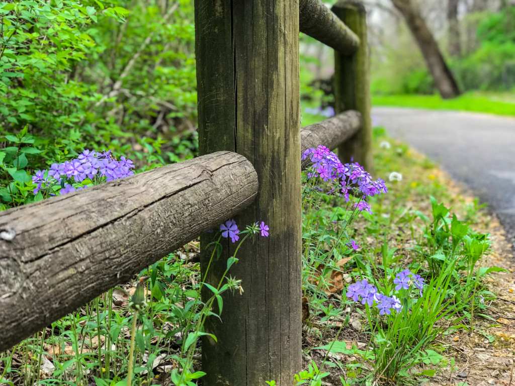 woodland phlox and fence