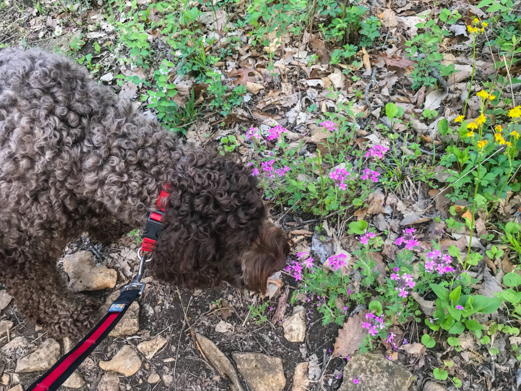 Winston smelling the flowers