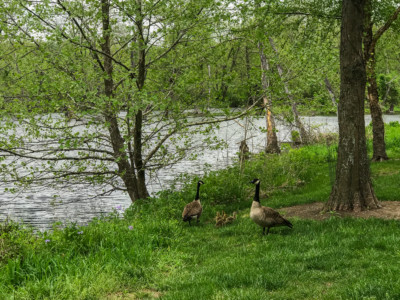 spring goslings