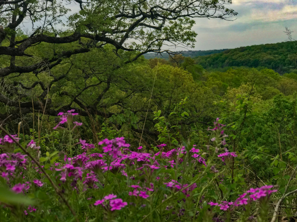 spring landscape