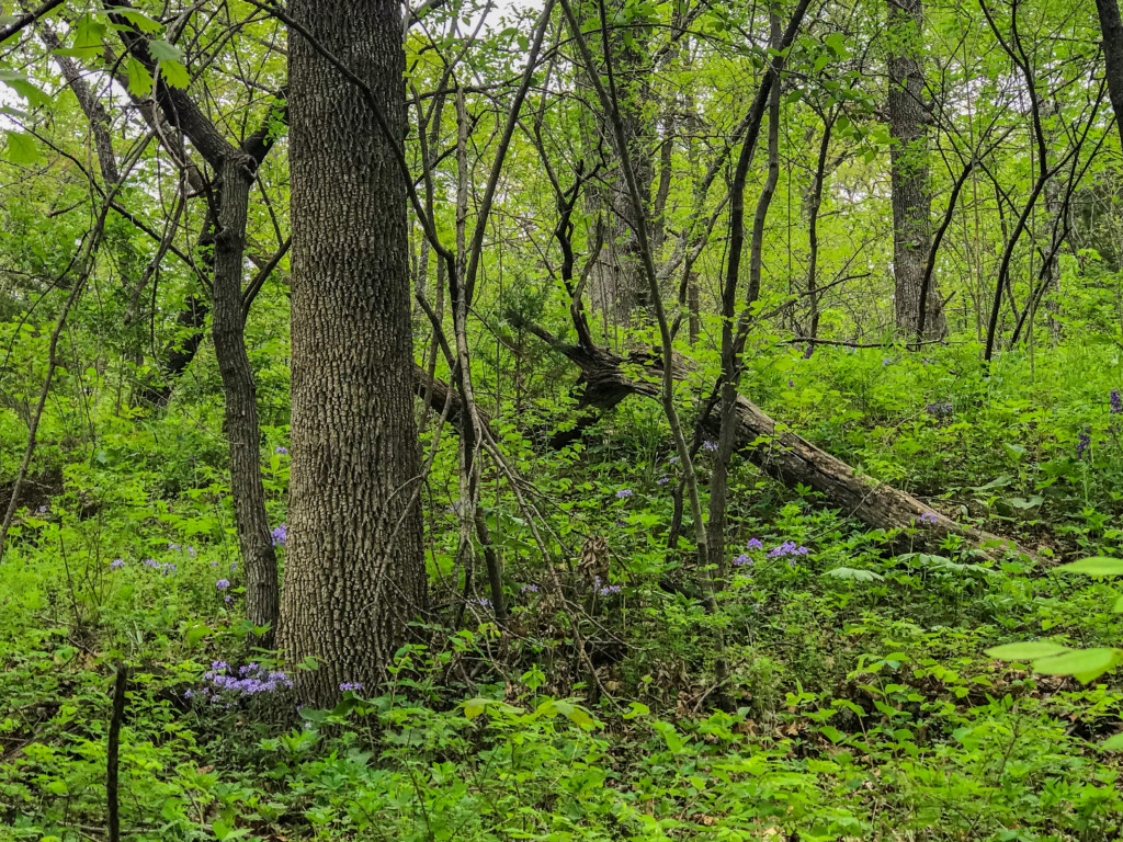 spring undergrowth