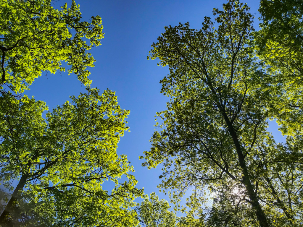 leafy spring sky view