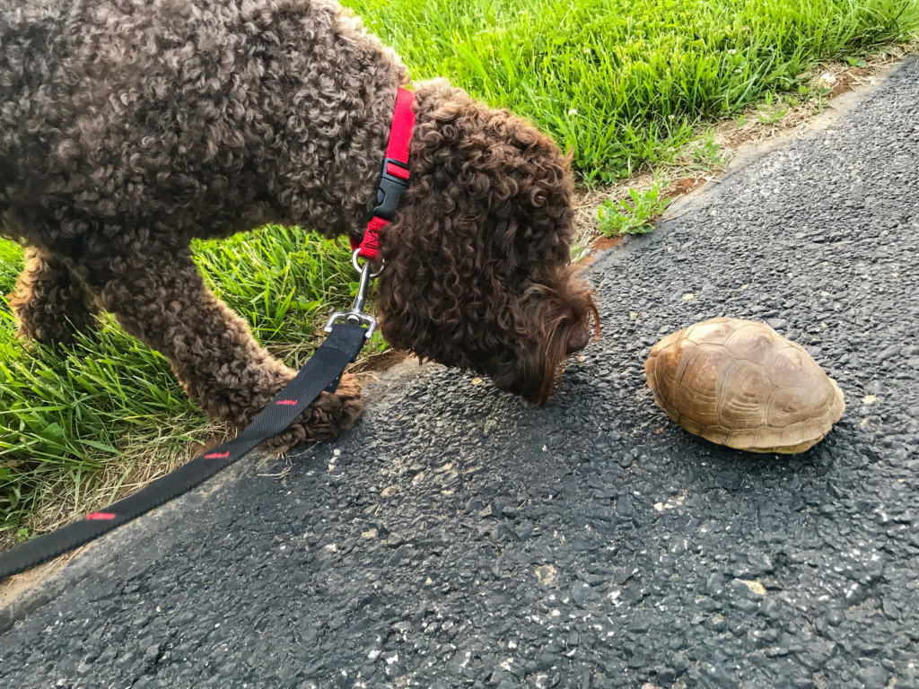 Winston meets a box turtle