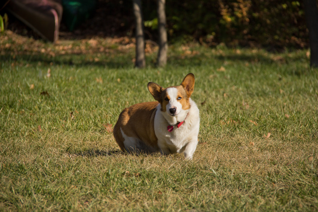 corgi Jasper