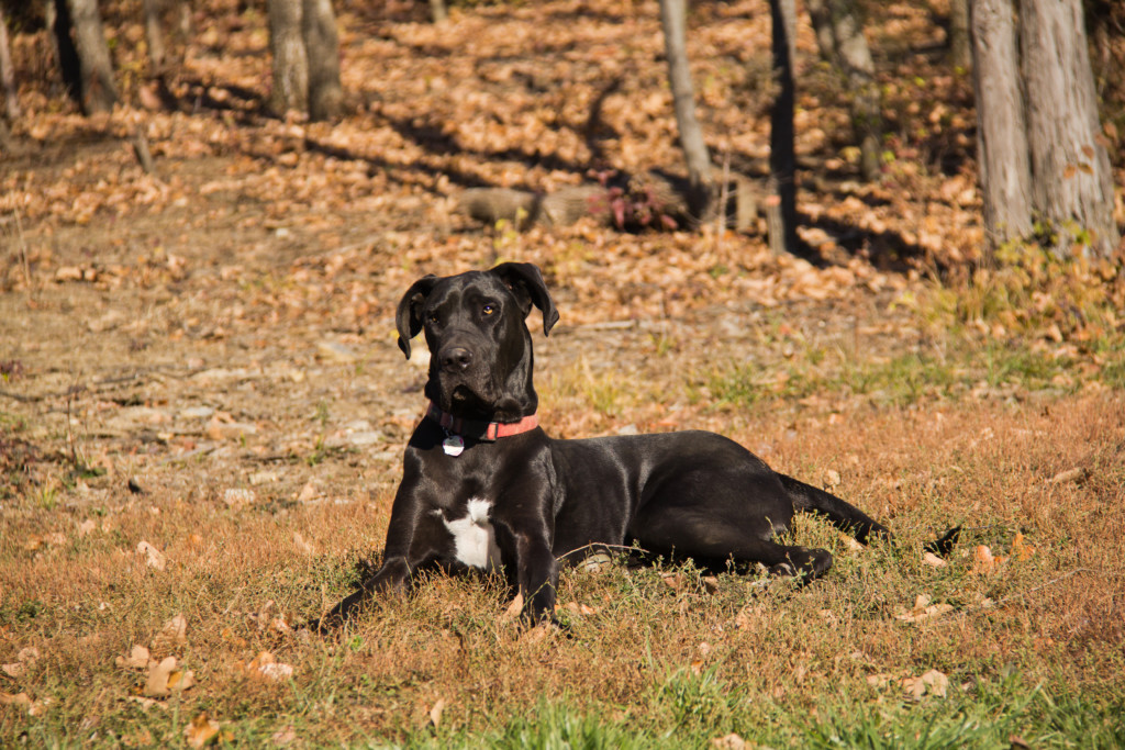 Great Dane Dude