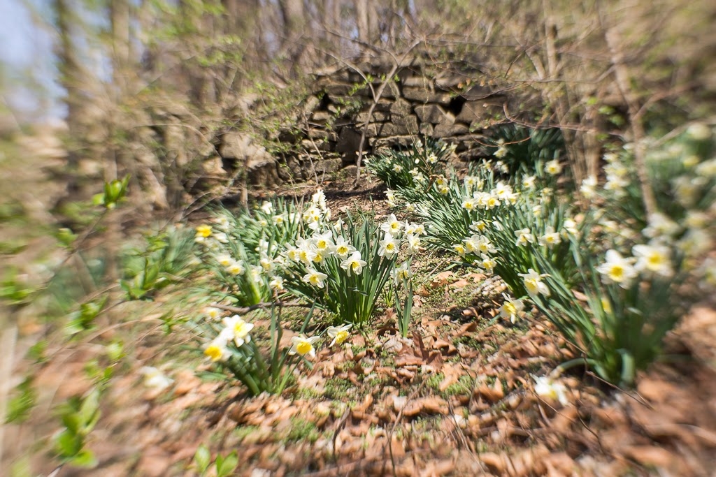 spring daffodils