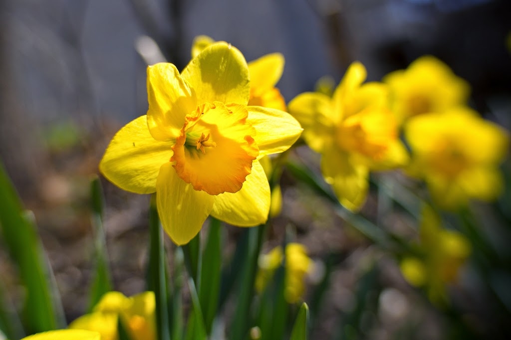 yellow daffodils