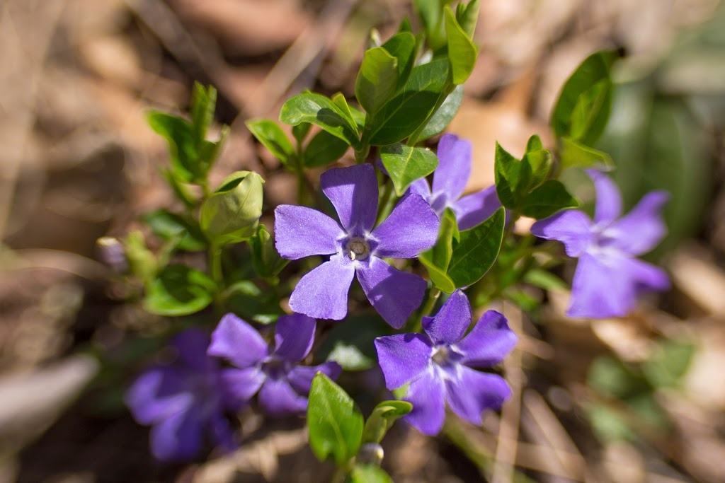 spring flowers